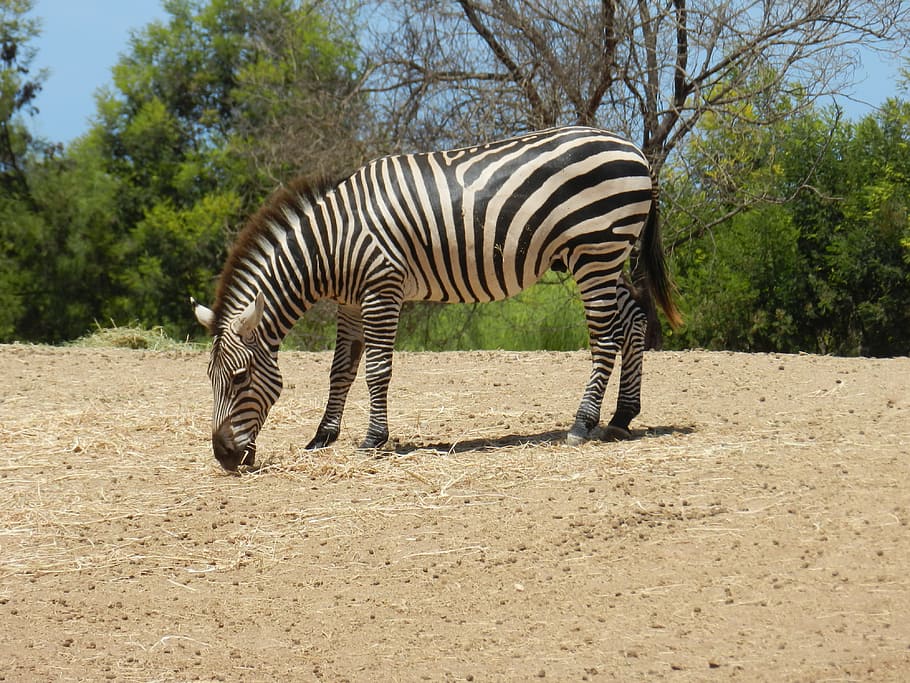 zebra, africa, zoo, animal, safari, nature, tanzania, zebron, african, sun