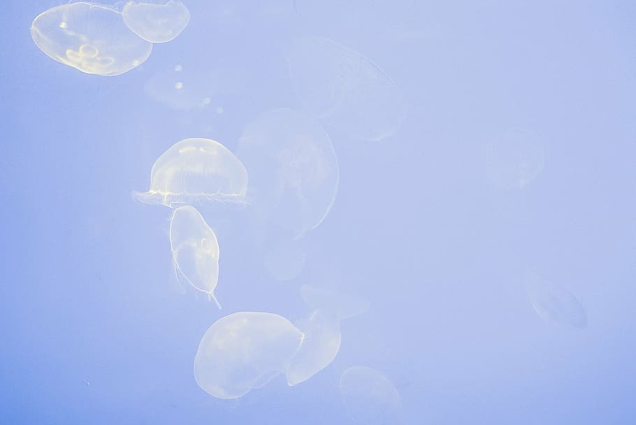 white, jelly fish, digital, wallpaper, animals, floating, jellyfishes, swimming, underwater, water