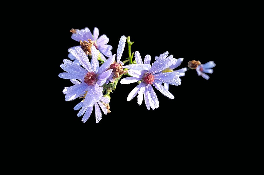 symphyotrichum laeve, smooth aster, isolated, fall, lavender, orange, water drops, autumn, flower, plant