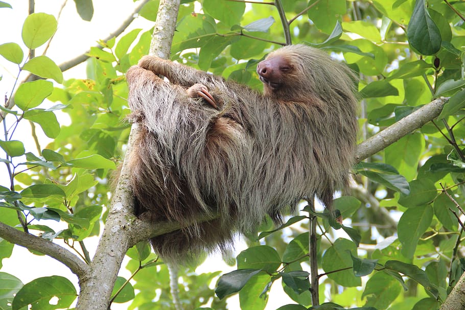 gray, sloth, top, tree branch, costa rica, rainforest, wildlife, animal, nature, primate