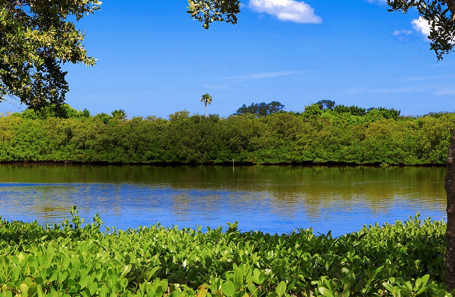 Lago, manglar, pantano, bosque, tampa, florida, naturaleza, árbol, color verde, cielo