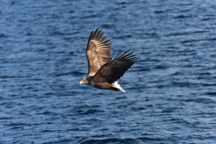 bird, natural, waters, wild animals, eagle, the eagle, rausu, white-tailed eagle, animals in the wild, animal wildlife