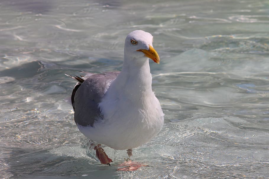 herring gull, progresses, seevogel, larus argentatus, bird, waters, animal world, sea, seagull, water bird