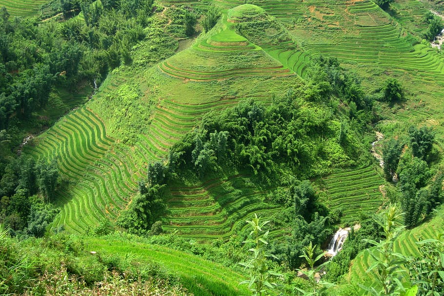 viaje, vietnam, sapa, campo de arroz, verde, gira, agricultura, paisaje, crecimiento, campo