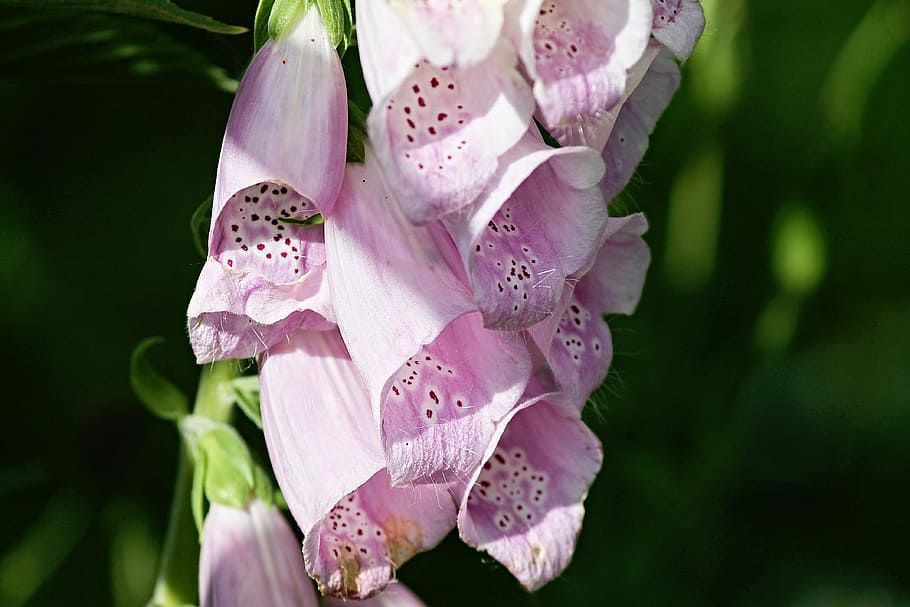 ungu, bunga foxglove, fotografi close-up, bidal, foxglove umum, digitalis purpurea, tutup, beracun, bunga, tanaman