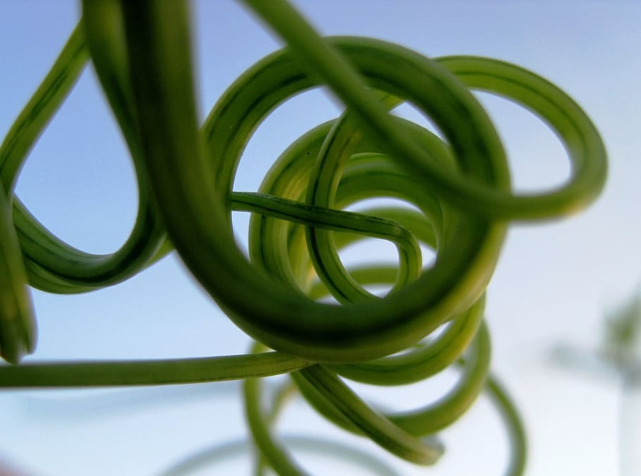 tendrils, climber, green, curled, curved, twisted, spirals, plant, garden, green color
