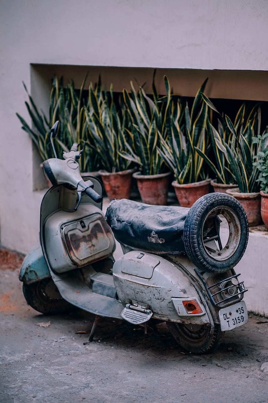 grey, motor scooter, parked, snake plants, daytime, ancient, bike, central, city, classic
