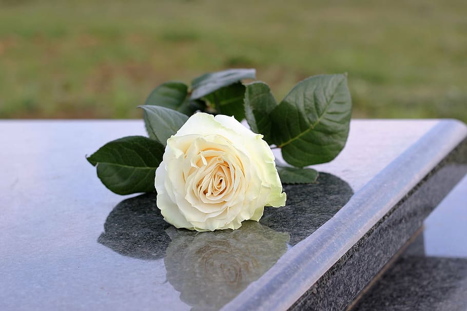 white rose, purity, grey marble, gravestone, grave, flower, rose, plant, rose - flower, beauty in nature