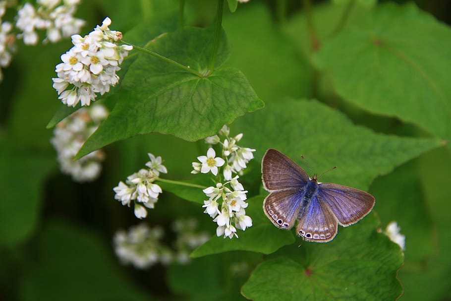 pequeno, cinza, ondulado, borboleta, ondulado pequena borboleta cinza, quentin chong, asas, azul roxo, natural, verde
