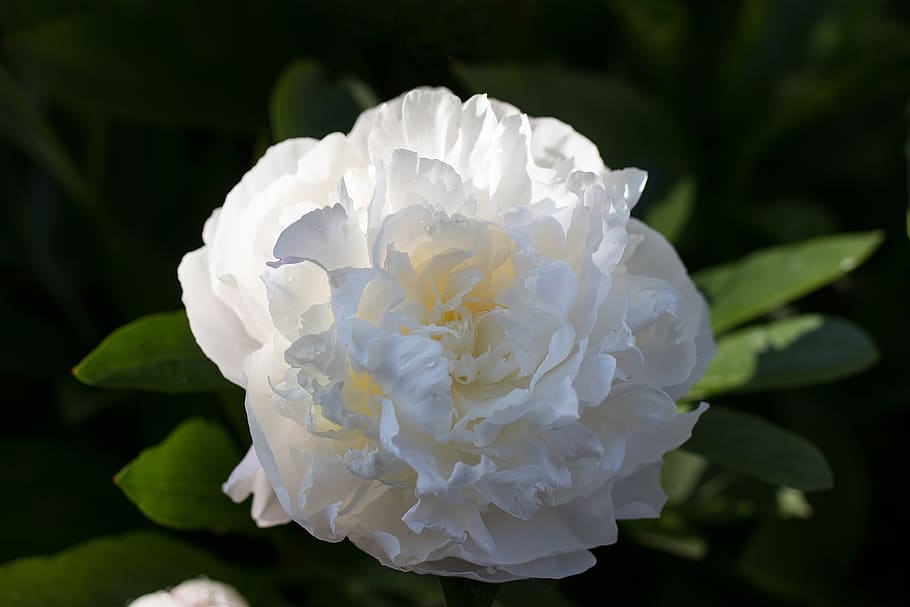 peony, flowers, white, flora, spring, plant, flowering plant, flower, beauty in nature, petal