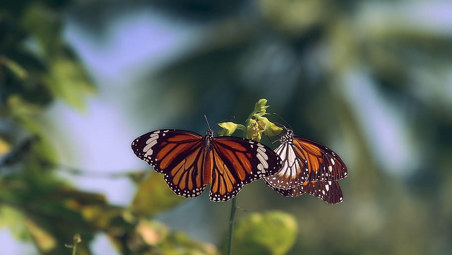butterfly, pair, blossom, bloom, summer, butterflies, animal world, wing, probe, dom
