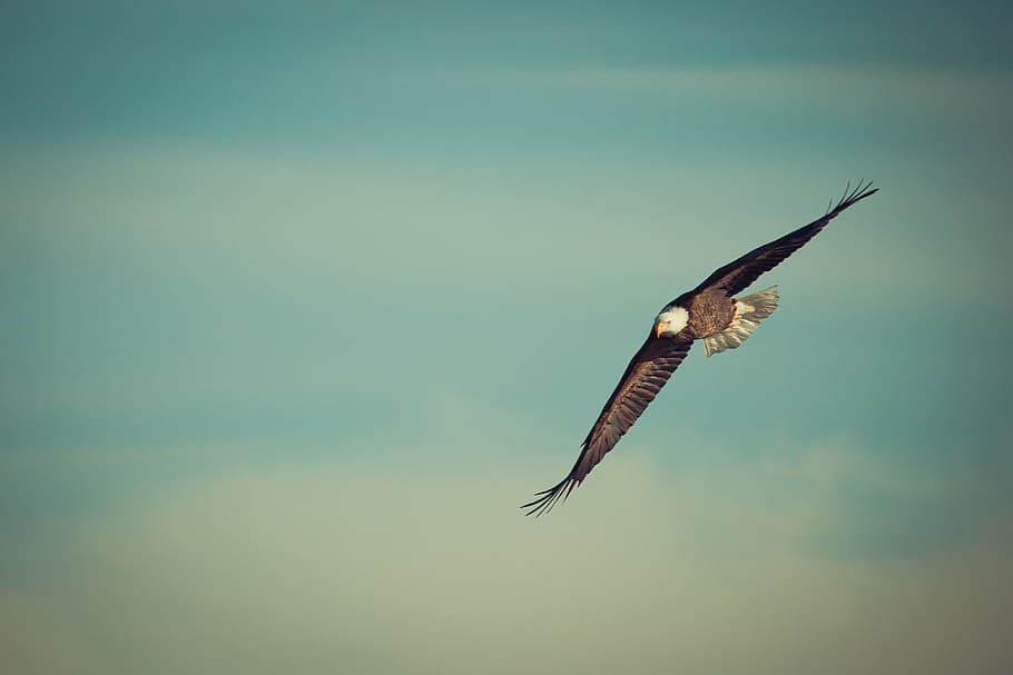 selectivo, foto de enfoque, calvo, águila, propagación, alas, cielos, águila volando, volar, ave