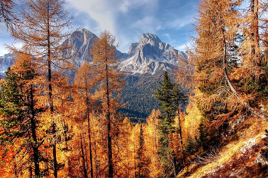 brown trees, dolomites, mountains, italy, alpine, view, nature, landscape, rock, alpine panorama