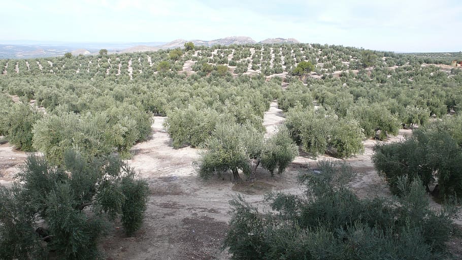 olive, nature, olivas, vegetable, field, autumn, harvest, plant, tree, growth