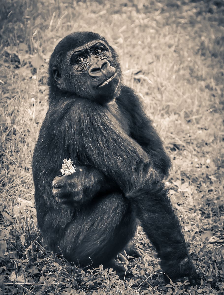 black sitting gorilla, gorilla, monkey, puppy, ape, endangered species, young, waiting, primate, mammal