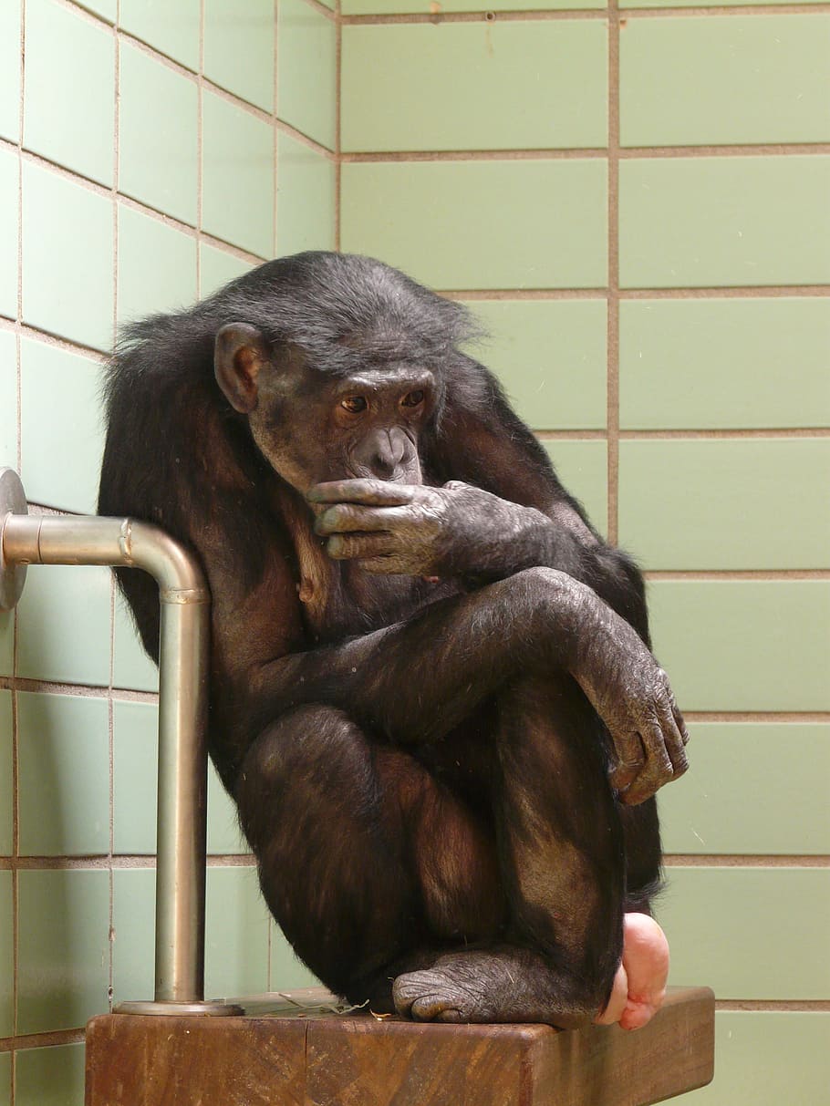 Chimpancé, mono, zoológico, atrapado, triste, solitario, jaula, licencia, kahl, animal
