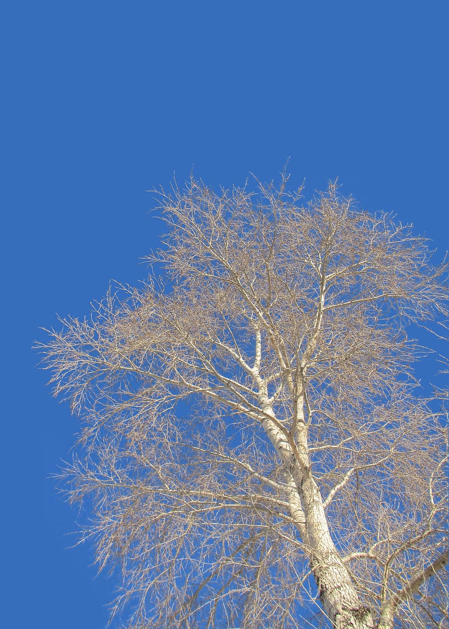 aspens, blue sky, no cloud, sunny days, plant, big trees, heaven, blue, winter, defoliation