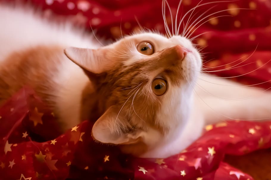 cat, red, christmas, cute, kitten, pet, animal world, sweet, view, portrait