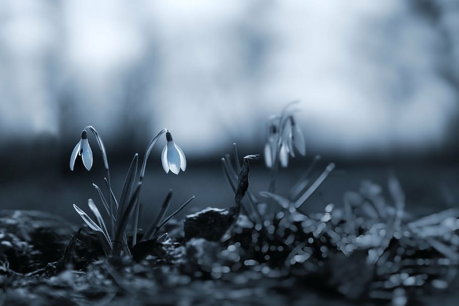 selective-focus photography, petaled flowers, snowdrop, spring, flowers, snowdrops, nature, plants, vernal, flower