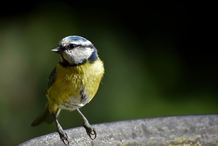 yellow, white, bird, green, background, blue tit, tit, songbird, plumage, animal