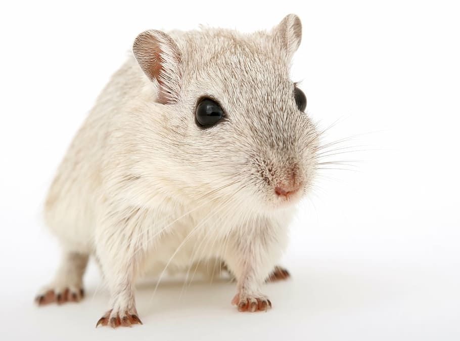 tikus putih, hewan, menarik, cantik, cokelat, dekat, closeup, close-up, makhluk, suka diemong