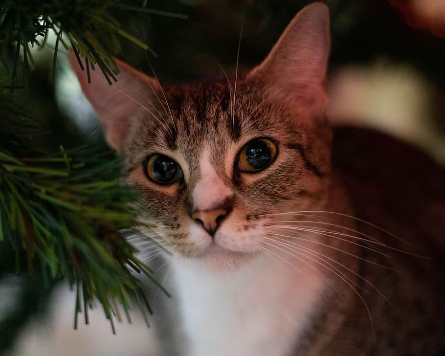 gato, gatito, navidad, árbol, feriado, luces, lindo, mascota, animal, felino
