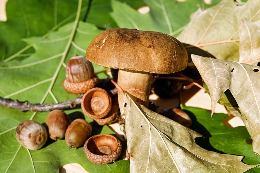 brown, mushroom, nuts, green, leaves, goat lip, edible, felt boletus, pipe, golden yellow