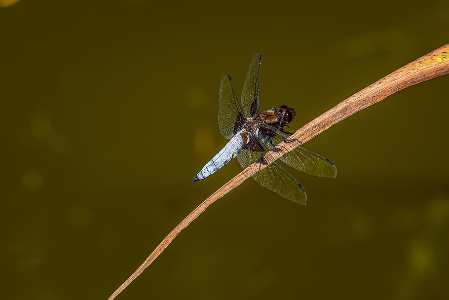 black-tailed skimmer, orthetrum cancellatum, dragonfly, dordogne, blue, wildlife, outdoor, leaf, garden, colorful