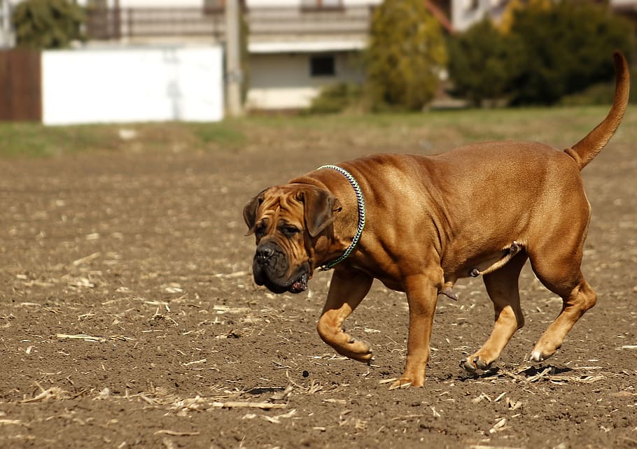 Boerboel, perro, africano, cachorro, al sur, mamífero, grande, mascota, retrato, proteger