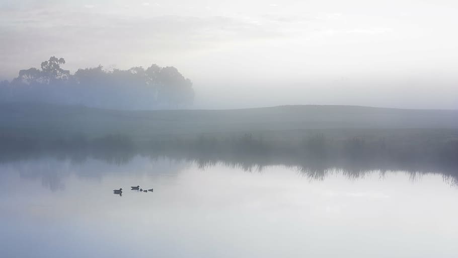 ducks, swimming, body, water, duck, pond, serene, fog, mist, early morning