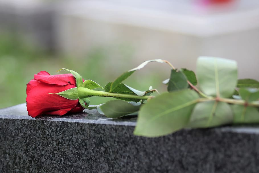 single red rose, black marble, love symbol, remembering, condolence, gravestone, nature, outdoor, flower, beauty in nature