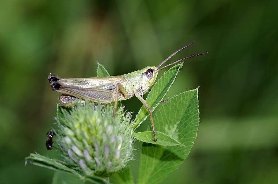 Почему кузнечик зеленый. Кузнечик тетигония зеленый. Кузнечик Tettigonia viridissima. Грин насекомое. Колючее насекомое зеленое.