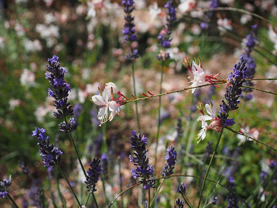 bunga, tanaman, biru, lavender, putih, lilin kemuliaan, gaura lindheimeri, lilin padang rumput, rumah kaca primrose malam, onagraceae