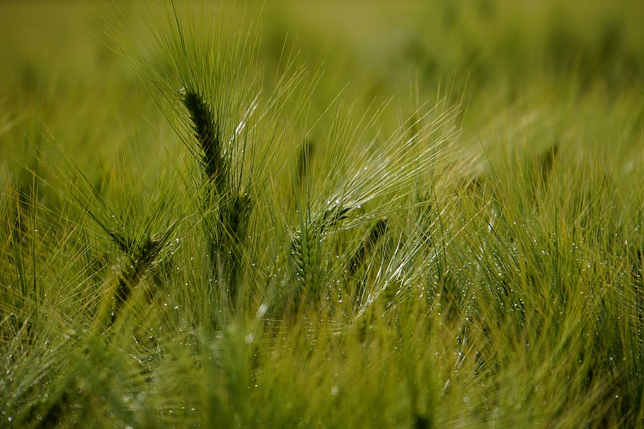 ear, cornfield, cereals, field, grain, agriculture, barley, wheat, spike, nature