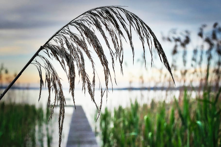 grass, reed, nature, grasses, plant, landscape, mood, close, water, tranquility