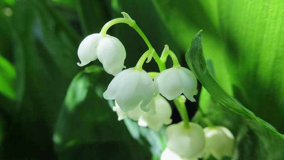 lily of the valley, white flowers, green leaf, spring, plant, beauty in nature, growth, freshness, vulnerability, flower