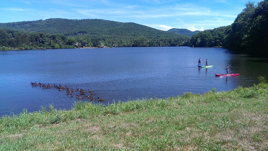 lake, biltmore, geese, paddle, boards, nature, water, nautical Vessel, canoeing, outdoors