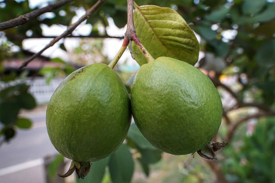 guava, fruit, growth, food, leaf, nature, tree, branch, agriculture, grow