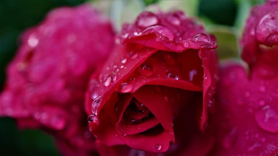 rose, beauty, beaded, wet, moist, raindrop, glitter, love, pink, flower