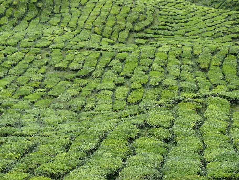 malaysia, tea plantation, landscape, green, green color, growth, land, plant, field, tea crop