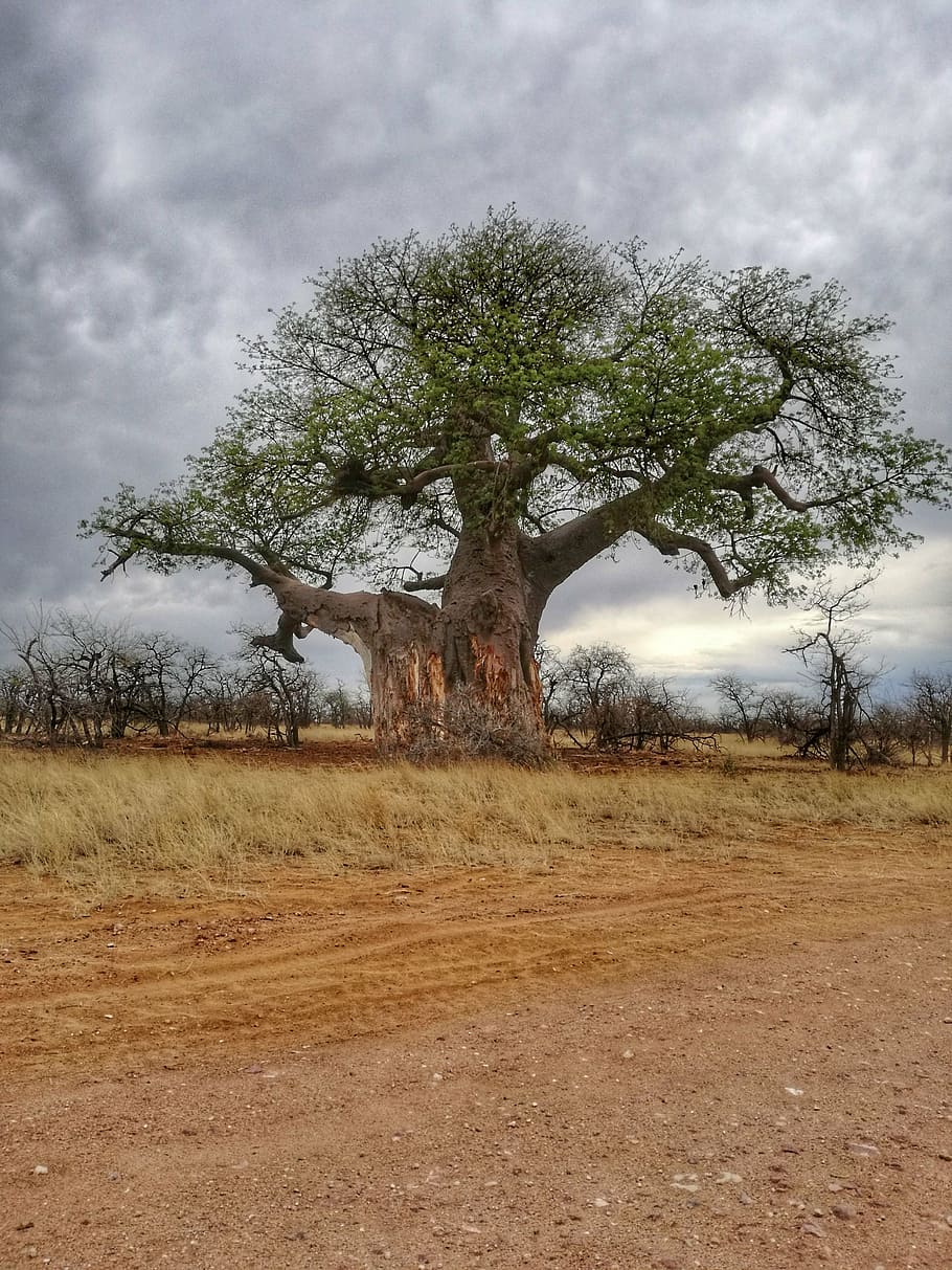 baobab, pohon, afrika, afrika selatan, alam, tanaman, bidang, tanah, lanskap, ketenangan