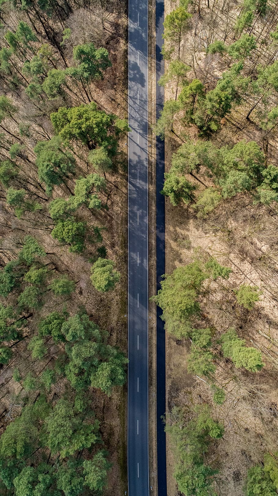 road, nature, landscape, trees, aerial view, dji, forest, plant, day, tree