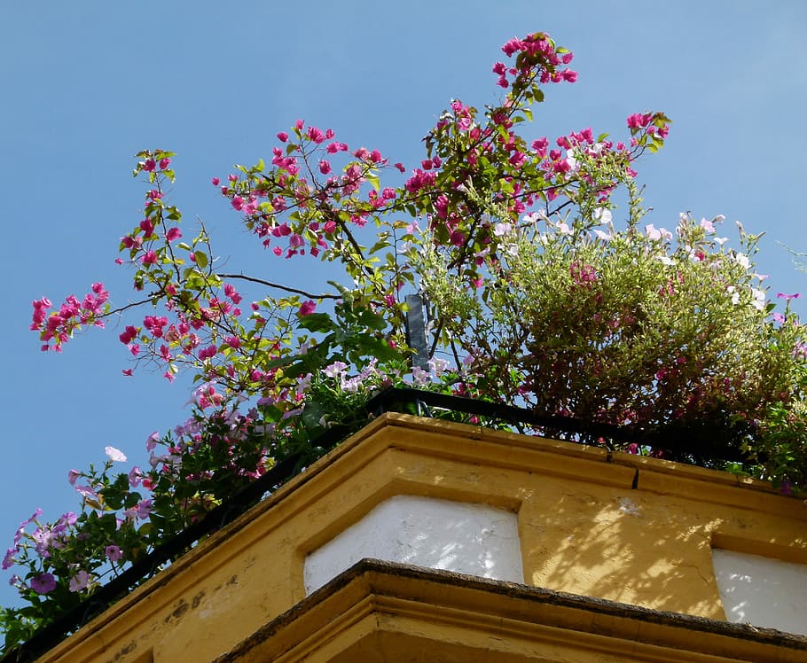 Roof, Rooftop, Architecture, House, decoration, flowers, garden, outside, sky, clouds