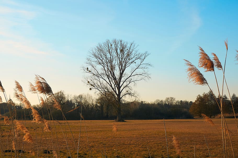 tree, lonely, alone, kahl, empty, winter, autumn, grass, golden, blue