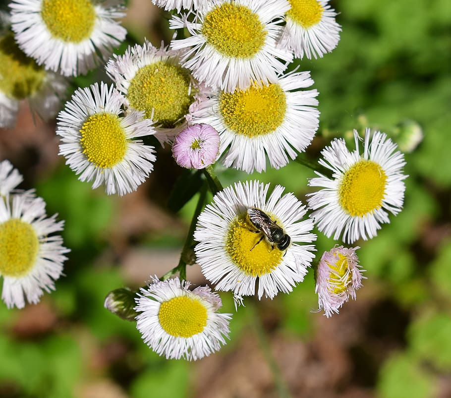Fleabane, Bee, Honey, Honey Bee, fleabane and bee, flower, blossom, bloom, plant, wild, nature