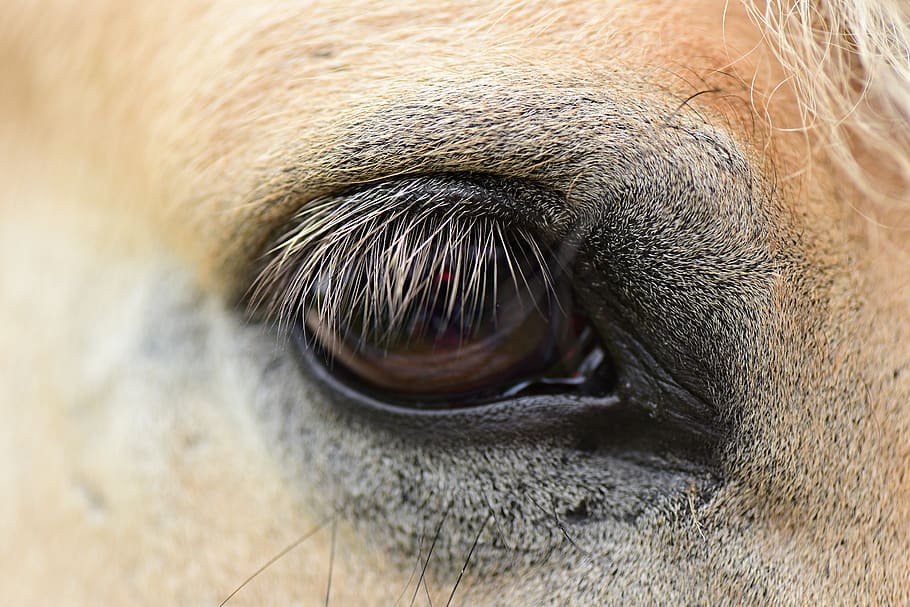horse eye, vision, sight, lashes, animal, animal themes, one animal, animal body part, mammal, domestic
