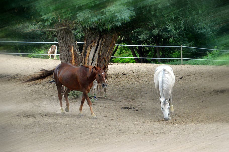 horse, animal, mammal, brown, equine, mane, horseback riding, riding stable, stable quartz, aire sur la lys