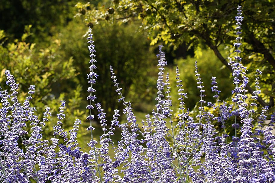 Лаванда цветение. Лаванда. Картинки на рабочий стол красивые Лаванда. Lavender.