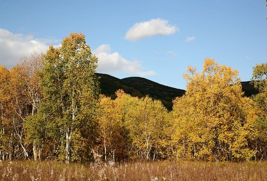 autumn, forest, trees, birch, golden autumn, fall colors, listopad, blue sky, clouds, yellow trees