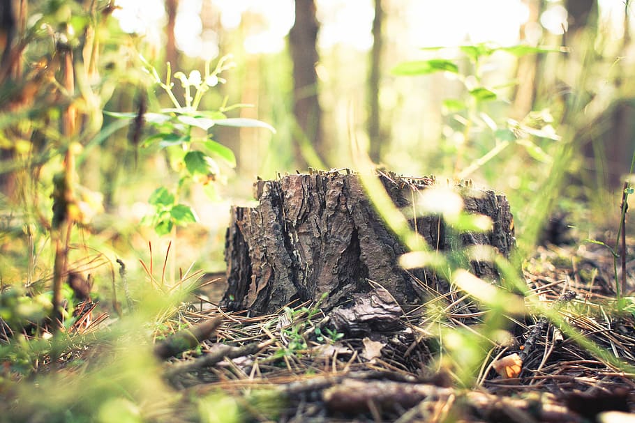 stump in forest, Stump, Forest, green, nature, tree, plant, outdoors, woodland, green Color